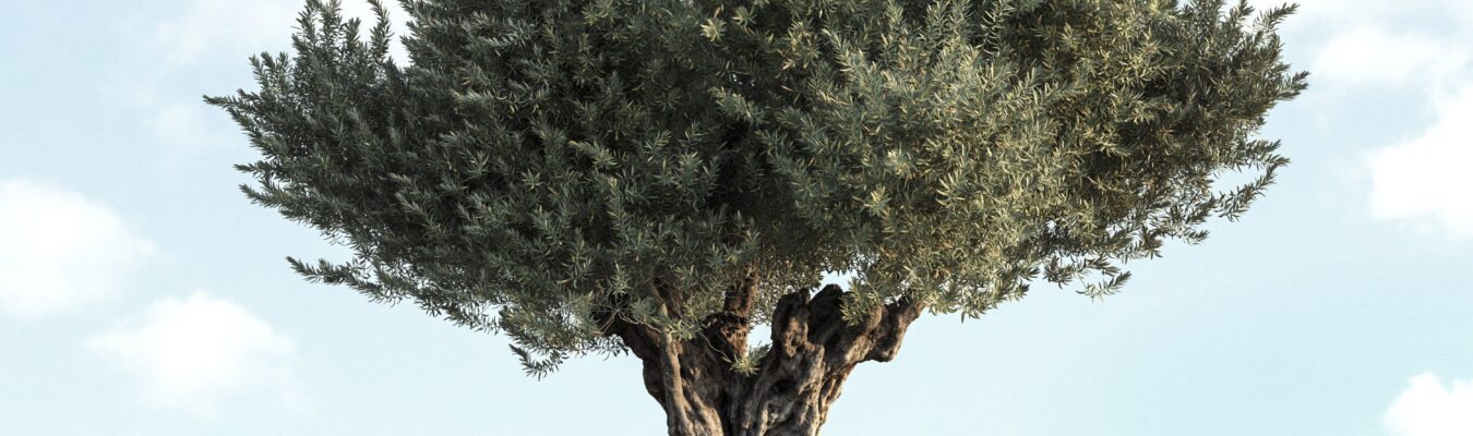 replanter-un-olivier-6